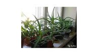 Алоэ -лекарственный