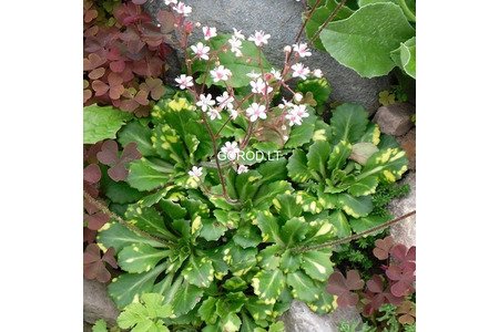 цветы для дачи