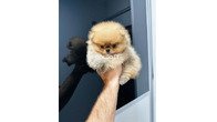 pomeranijos piciuku