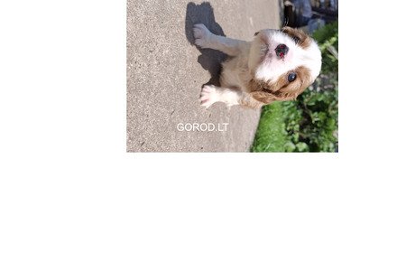 Grynakraujai Kavalieriaus Karaliaus Karolio spanielių šuniukai.