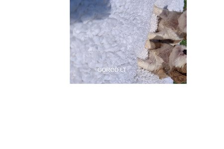 Grynakraujai Kavalieriaus Karaliaus Karolio spanielių šuniukai.