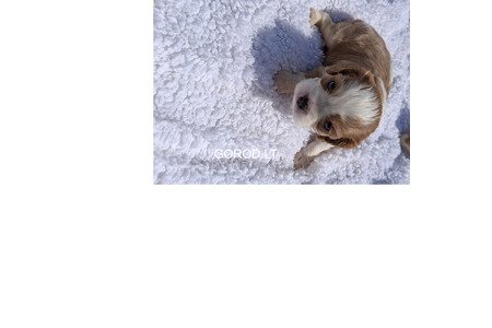 Grynakraujai Kavalieriaus Karaliaus Karolio spanielių šuniukai.