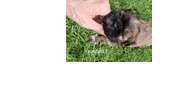 Grynakraujai Shih Tzu šuniukai