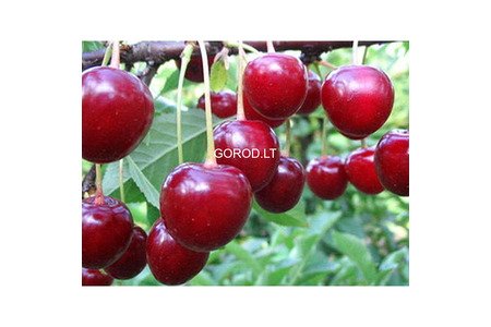Сортовые саженцы