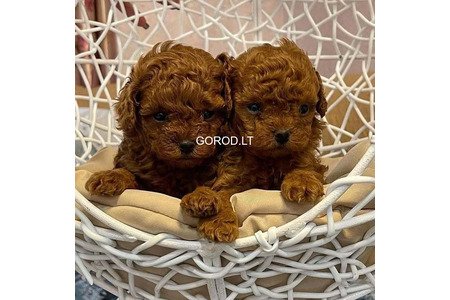 Здоровые щенки красного той-пуделя