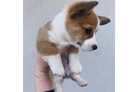 Щенки вельш-корги пемброк