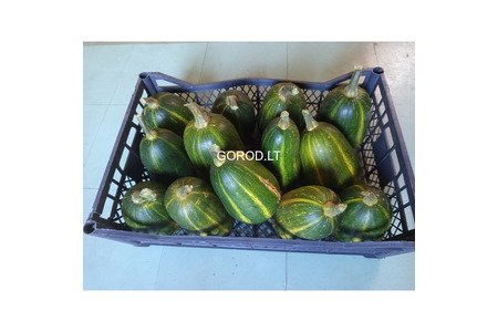 Тыква с дачи