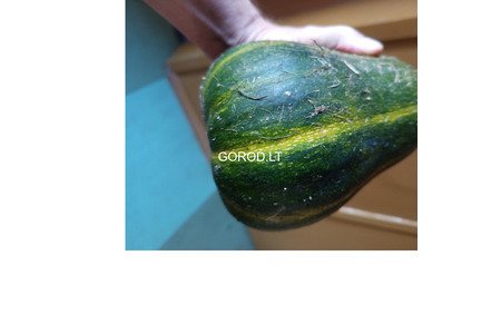 Тыква с дачи