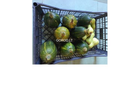 Тыква с дачи