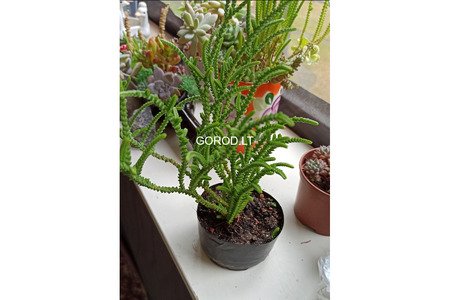 Продам суккуленты