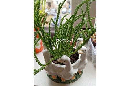 Продам суккуленты