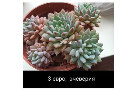 Суккуленты