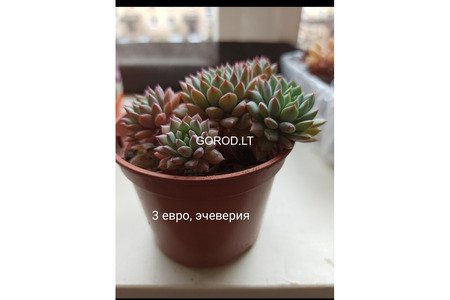 Суккуленты