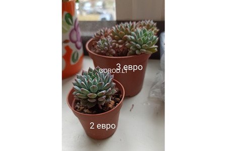 Суккуленты