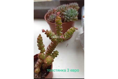 Суккуленты