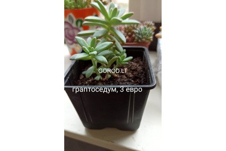 Суккуленты
