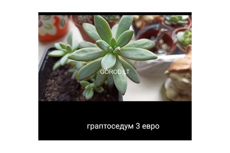 Суккуленты