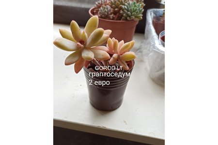 Суккуленты