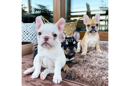 Продаются очаровательные щенки французского бульдога