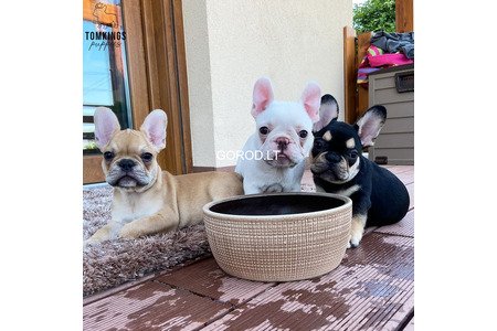 Продаются очаровательные щенки французского бульдога