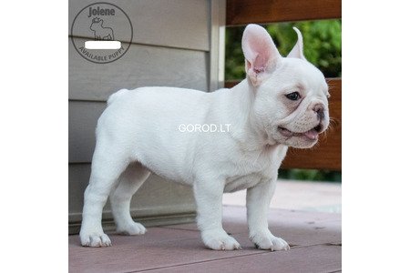 Продаются очаровательные щенки французского бульдога