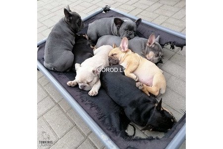 Продаются очаровательные щенки французского бульдога