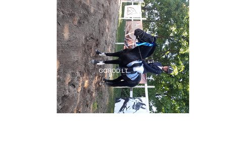 Кони и пони