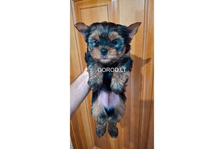 Чистокровные щенки Йоркширского Терьера.