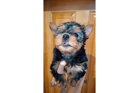 Чистокровные щенки Йоркширского Терьера.