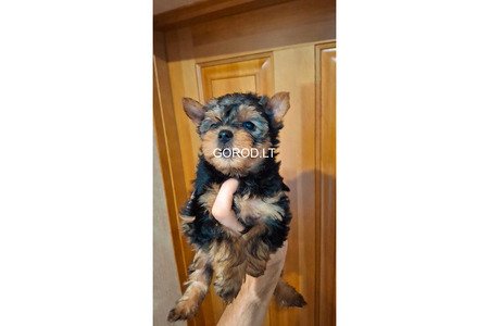 Чистокровные щенки Йоркширского Терьера.