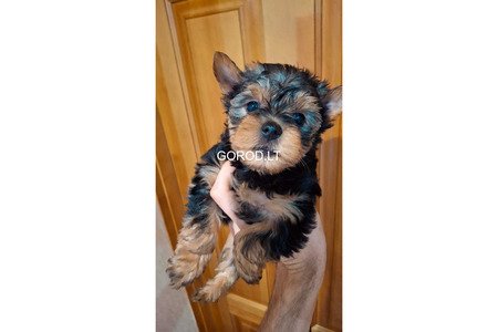 Чистокровные щенки Йоркширского Терьера.