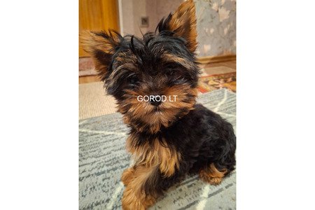 Чистокровные щенки Йоркширского Терьера.