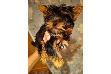 Чистокровные щенки Йоркширского Терьера.