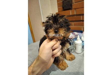 Чистокровные щенки Йоркширского Терьера.