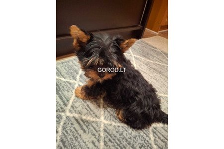 Чистокровные щенки Йоркширского Терьера.