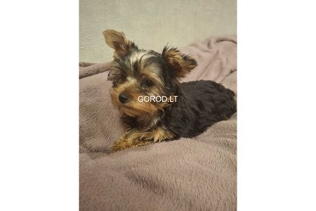Чистокровные щенки Йоркширского Терьера.