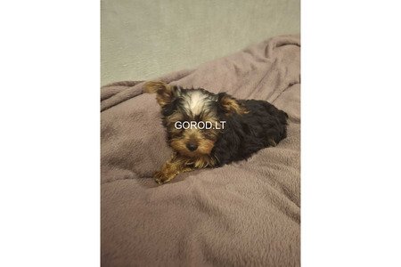 Чистокровные щенки Йоркширского Терьера.