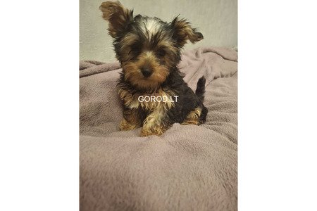 Чистокровные щенки Йоркширского Терьера.