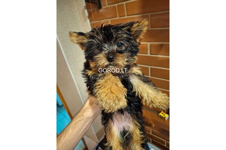 Чистокровные щенки Йоркширского Терьера.
