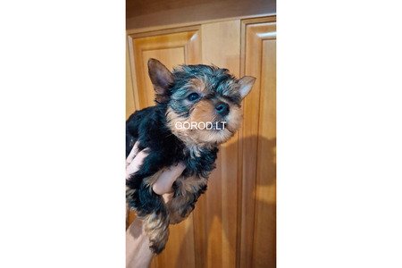 Чистокровные щенки Йоркширского Терьера.