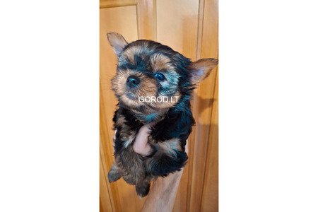 Чистокровные щенки Йоркширского Терьера.