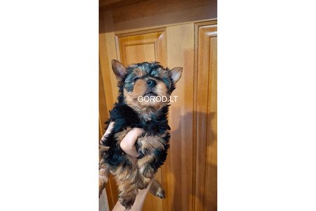 Чистокровные щенки Йоркширского Терьера.