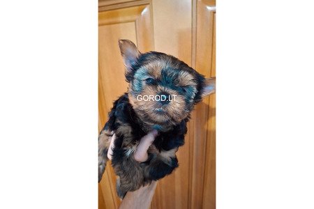 Чистокровные щенки Йоркширского Терьера.