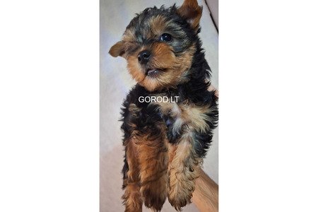 Чистокровные щенки Йоркширского Терьера.