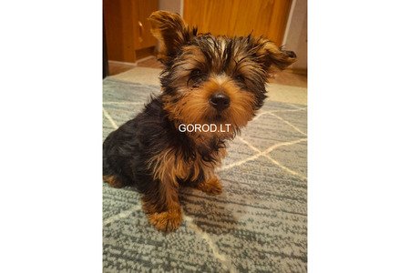 Чистокровные щенки Йоркширского Терьера.