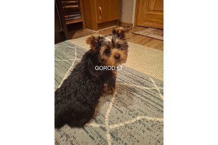 Чистокровные щенки Йоркширского Терьера.