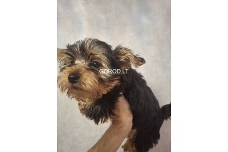 Чистокровные щенки Йоркширского Терьера.