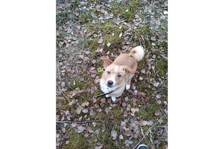 Пропала Собака