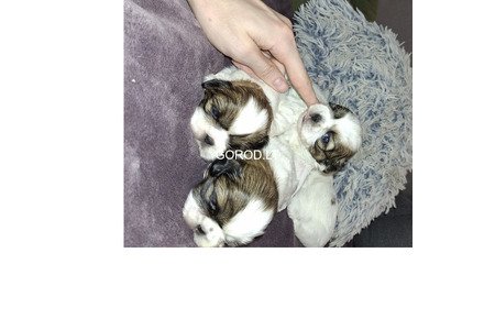 Идеальные чистокровные щенки Ши-Тцу.