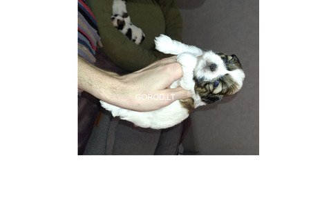 Идеальные чистокровные щенки Ши-Тцу.